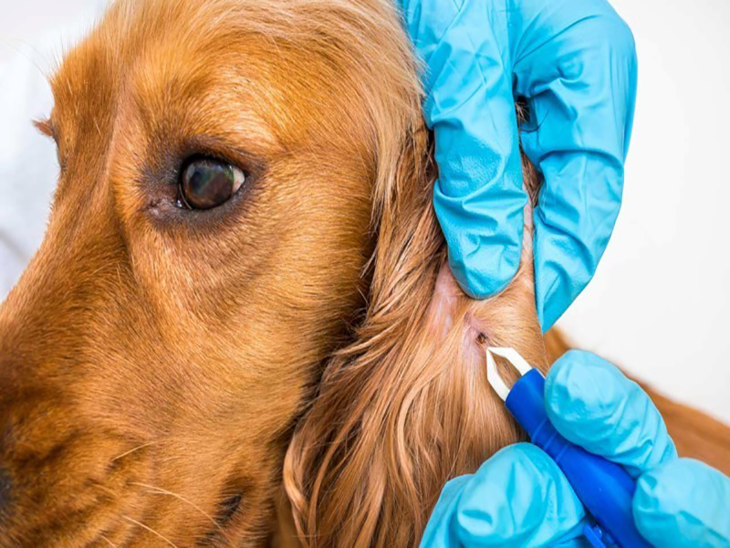 İç ve Dış Paraziter Uygulamalar