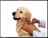 Aşı ve Aşılama Takibi